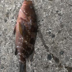 今年はキジハタ豊漁？